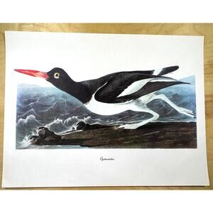 Audubon Birds of America Oystercatcher Original Print Vtg 1950 Peterson 9 x 12